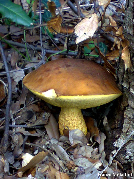 Leccinum lepidum